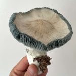 Avery Albino