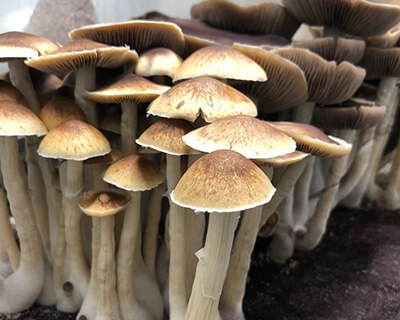 Golden Teacher cubensis magic mushrooms 03