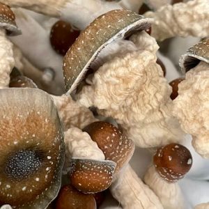 Melmac magic mushrooms