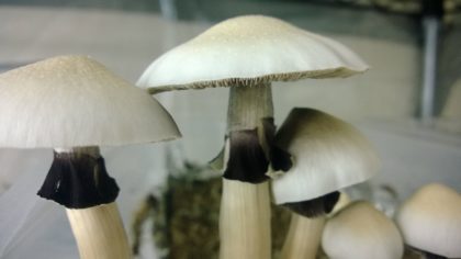 A++ magic mushrooms