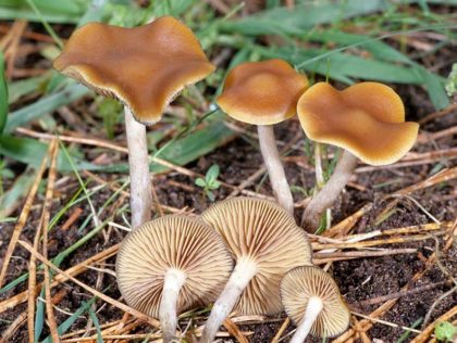 Cyanescens psilocybe mushrooms