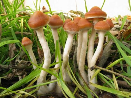 Azurescens magic mushroom