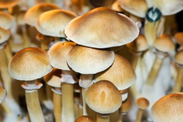 Burma mushrooms