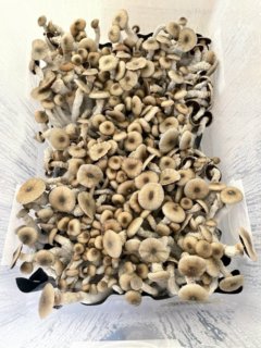 Melmac magic mushrooms