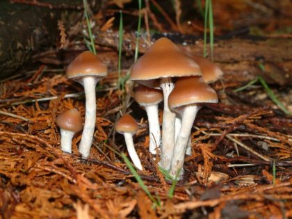 Azurescens magic mushroom