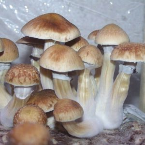 b+ magic mushrooms