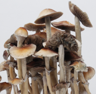 Burma magic mushrooms