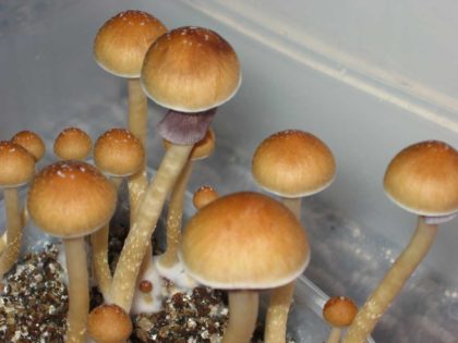 Ecuador magic mushrooms