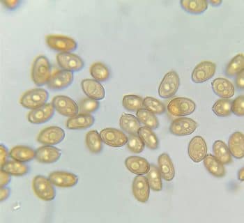 Golden halo spores