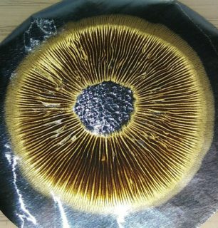 Golden Halo cubensis print magicmushrooms