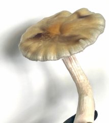 Ban Hua Thanon magic mushrooms