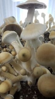 AA+ mushroom