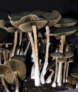 Panaeolus Bisporus magic mushrooms