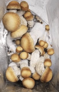 Melmac pe mushroom