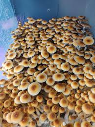 orrisa magic mushrooms