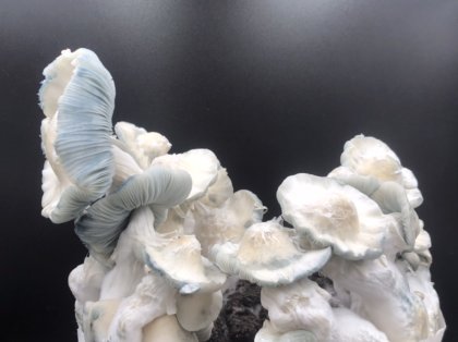 Jack Frost magic mushrooms