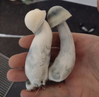Ghost magic mushroom