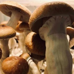 McKennaii Magic mushrooms