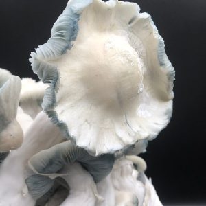 jack frost magic mushrooms