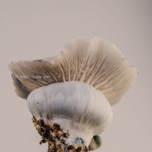 Albino bluey vuitton magic mushroom