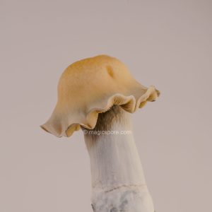 bluey vuitton magic mushroom
