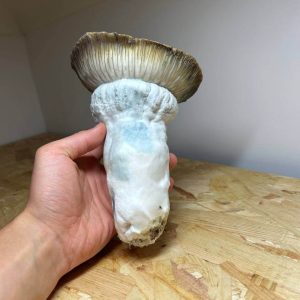 penis envy gigantus magic mushrooms