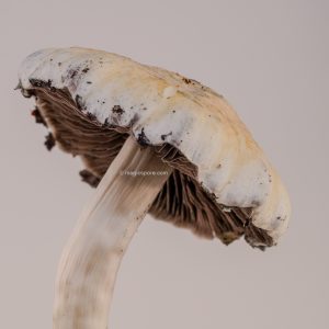 lpeu magic mushrooms