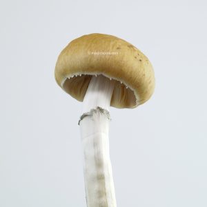 Malabar magic mushrooms