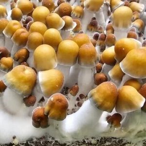 odpe-magic-mushrooms