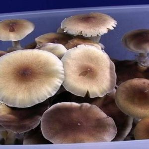 orrisa magic mushrooms