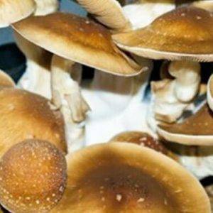 Pf classic magic mushrooms