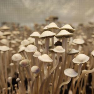 ttbvi-magic-mushrooms