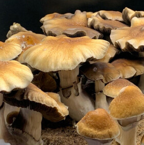 TIdal Wave 4 magic mushrooms