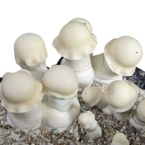 yeti magic mushrooms
