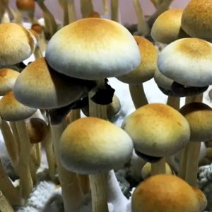 natalensis magic mushrooms