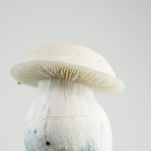 Albino Odpe magic mushrooms