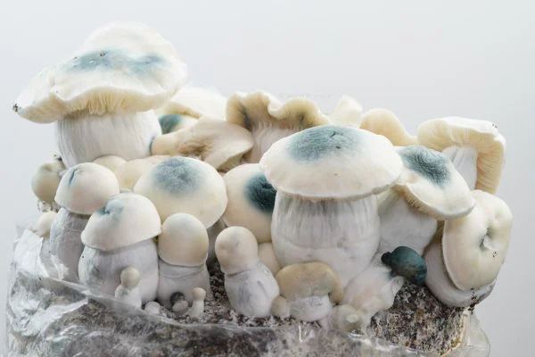 Iceberg - 1200cc - Royale Flush Growkit