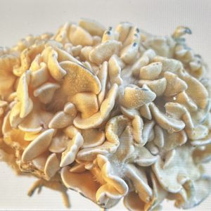 enigma magic mushrooms