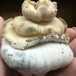 Bluey Vuitton – Mutant v2