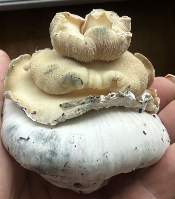 Bluey Vuitton - Mutant v2