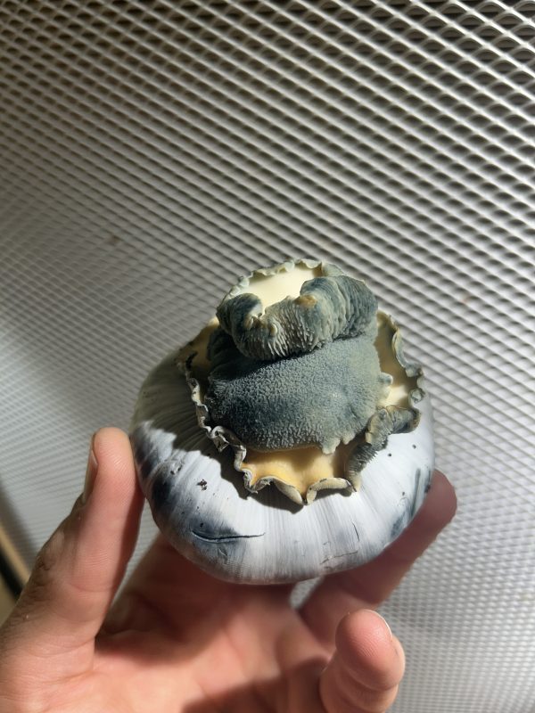 Bluey Vuitton - Mutant v2