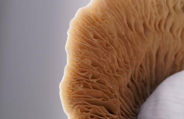 Albino Golden Bluey Vuitton