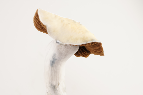 Albino Golden Bluey Vuitton