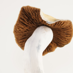 Albino Golden Bluey Vuitton