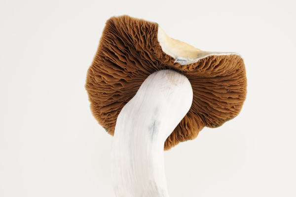 Albino Golden Bluey Vuitton