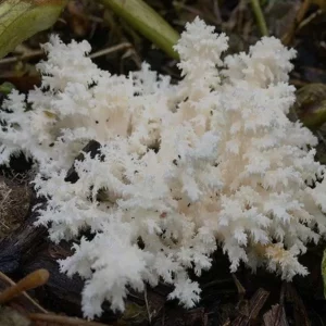 lions mane liquid culture