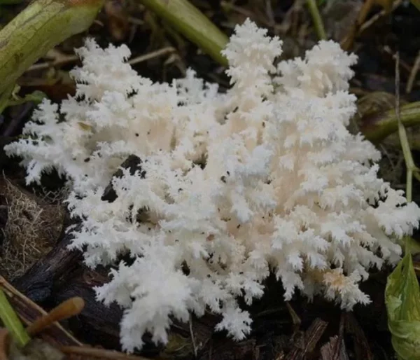 Lion's mane Coral's