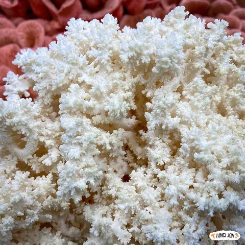 Lion's mane Coral's