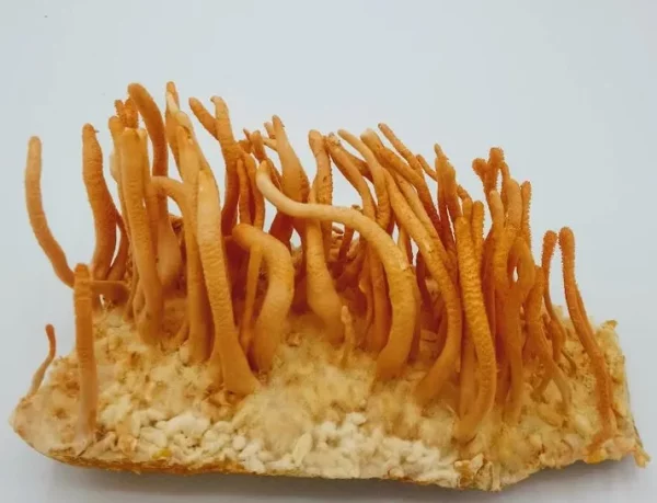 Cordycep militaris