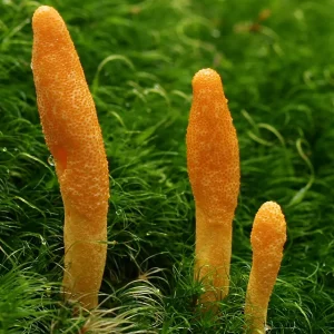 cordycep militaris liquid culture